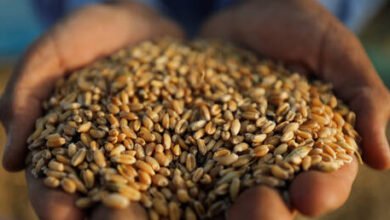 وزير مصري يكشف مصير شحنة قمح ضخمة تعاقدت عليها مصر مع أوكرانيا قبل العملية العسكرية