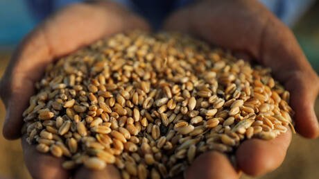 وزير مصري يكشف مصير شحنة قمح ضخمة تعاقدت عليها مصر مع أوكرانيا قبل العملية العسكرية