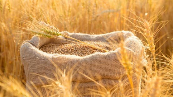 انخفاض أسعار صادرات القمح الروسي مع استمرار الحصاد