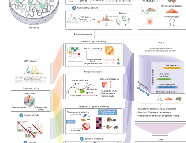 An integrated view of structure and function of human 4D nucleome