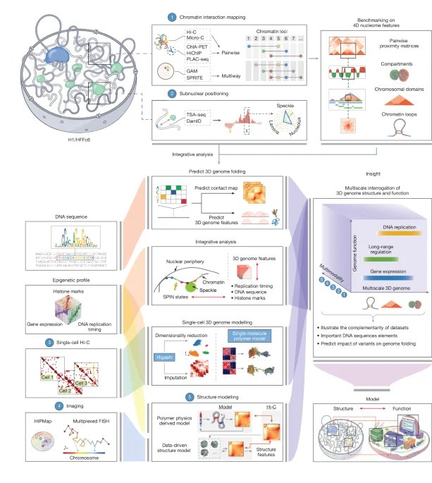 An integrated view of structure and function of human 4D nucleome